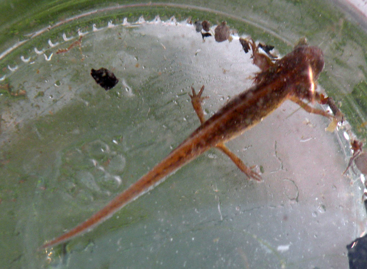Larva di tritone da Corte Valle Re - Lissotriton vulgaris